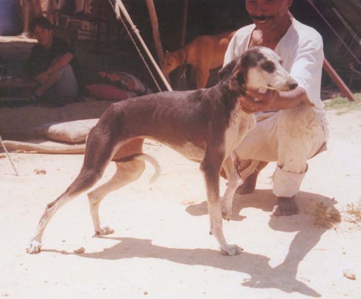 Nassim's mother
 Bauda with her breeder Jumaa