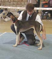 Bonny was 2nd in the Puppy Class