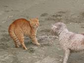 Toffee cornering a cat